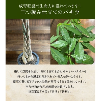 【4月以降(九州地方から)発送】観葉植物 パキラ1鉢
