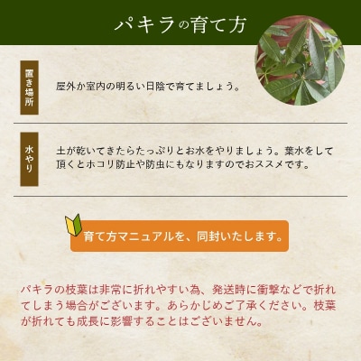 【4月以降(九州地方から)発送】観葉植物 パキラ1鉢