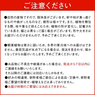 観葉植物 パキラ1鉢