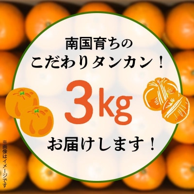 こだわりの薩摩濃密タンカン3kg