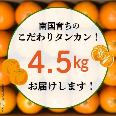 こだわりの薩摩濃密タンカン4.5kg