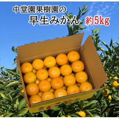 中堂園果樹園の早生みかん