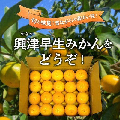 中堂園果樹園の早生みかん
