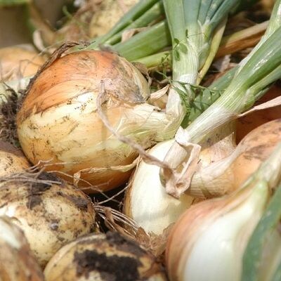 春を告げるサラダ玉ねぎ10kg