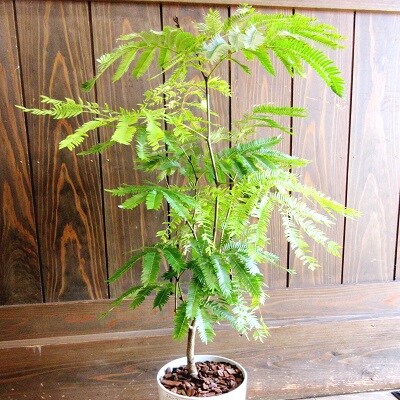 観葉植物 エバーフレッシュ 7号サイズ1鉢