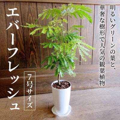 【4月以降(九州地方から)発送】観葉植物 エバーフレッシュ7号サイズ1鉢