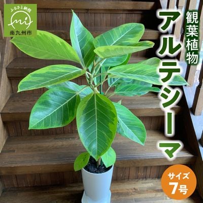 【4月以降(九州地方から)発送】観葉植物 アルテシーマ1鉢