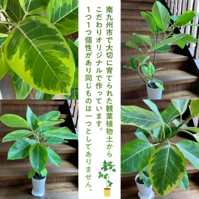 【4月以降(九州地方から)発送】観葉植物 アルテシーマ1鉢
