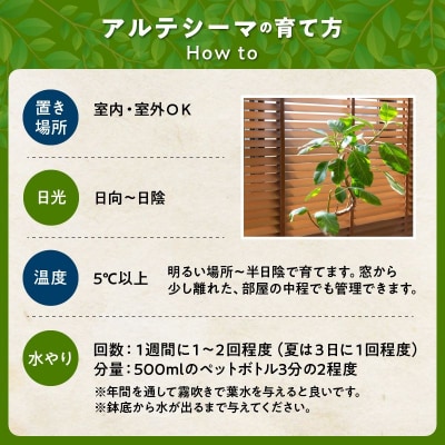 【4月以降(九州地方から)発送】観葉植物 アルテシーマ1鉢