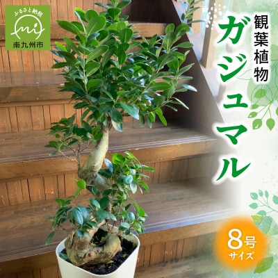 【4月以降(九州地方から)発送】観葉植物 ガジュマル1鉢