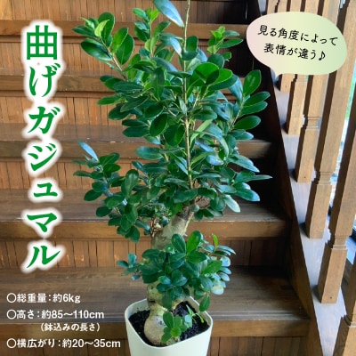 【4月以降(九州地方から)発送】観葉植物 ガジュマル1鉢