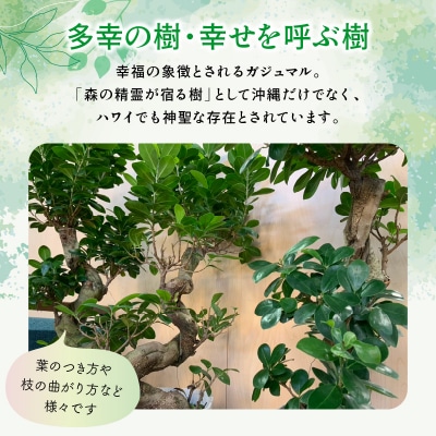 【4月以降(九州地方から)発送】観葉植物 ガジュマル1鉢