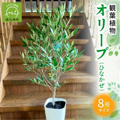 観葉植物 オリーブ(ひなかぜ)1鉢