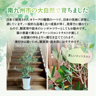 【4月以降(九州地方から)発送】観葉植物 オリーブ(ひなかぜ)1鉢