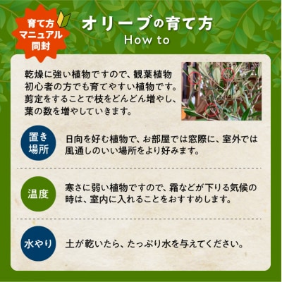 【4月以降(九州地方から)発送】観葉植物 オリーブ(ひなかぜ)1鉢