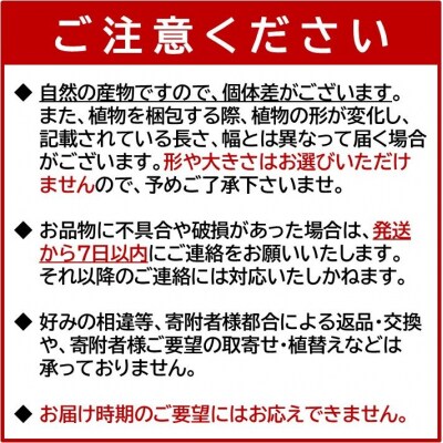 【4月以降(九州地方から)発送】観葉植物 オリーブ(ひなかぜ)1鉢