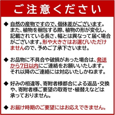 観葉植物 オリーブ(ひなかぜ)1鉢