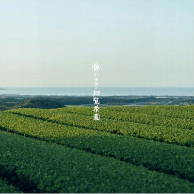 知覧茶園のオリジナルペットボトル24本入