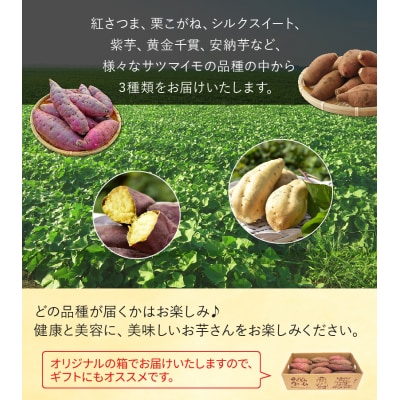 【お歳暮に】さつまいも3種おまかせ4kgセット