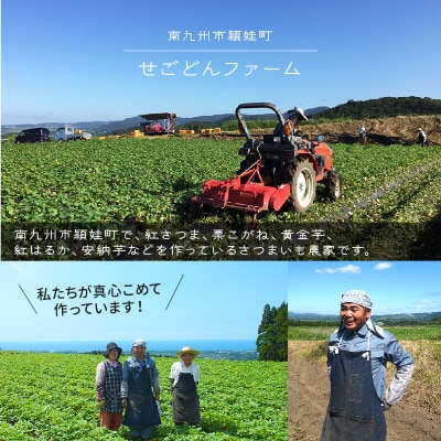 【お歳暮に】さつまいも3種おまかせ4kgセット