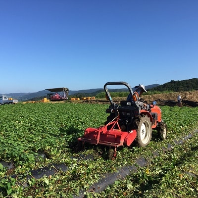 【お歳暮に】さつまいも「シルクスイート」5kg