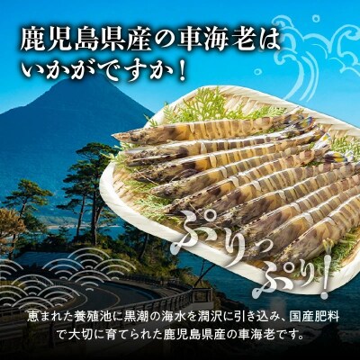 活き〆冷凍車海老LLサイズ