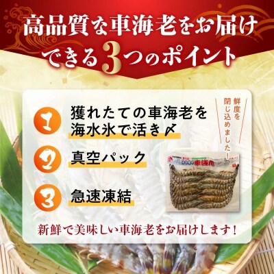 活き〆冷凍車海老LLサイズ
