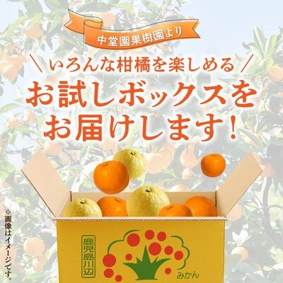 甚平衛堀 みかんの衆