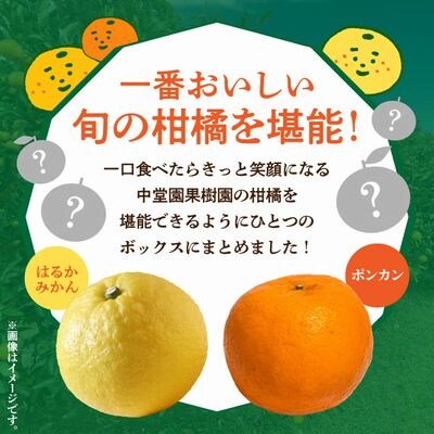 甚平衛堀 みかんの衆