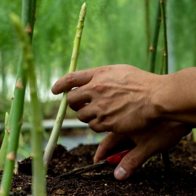 香川県産アスパラガス(県オリジナル品種:さぬきのめざめ)1kg