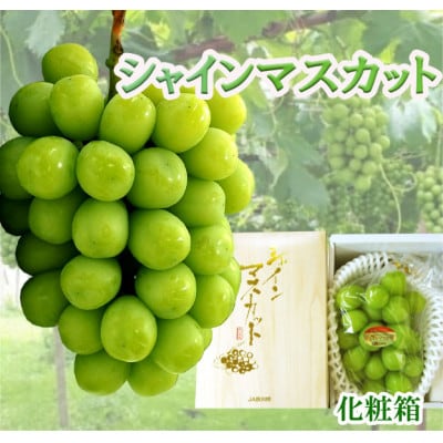 シャインマスカット　大1房(600g以上)化粧箱入り