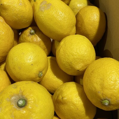 瀬戸内レモン　約3kg