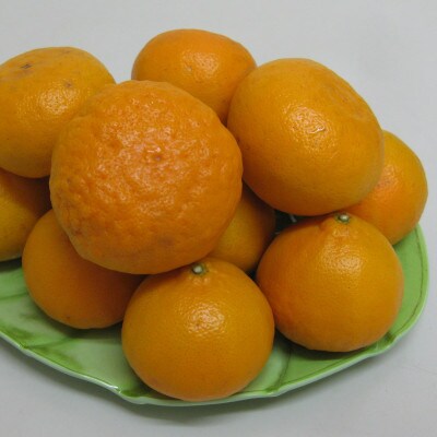 農6号みかん(のうろく)約5kg