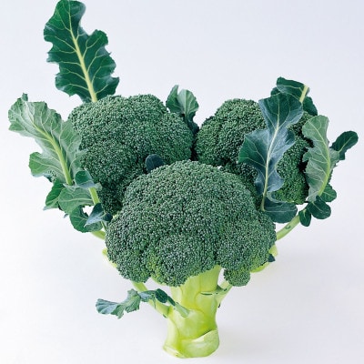 ブロッコリー　約2.5kg