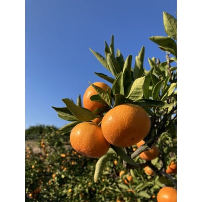 【先行受付2026年】【大収穫祭・特別企画】小原紅早生みかん「ちょっと大きな2Lサイズ」　約5kg