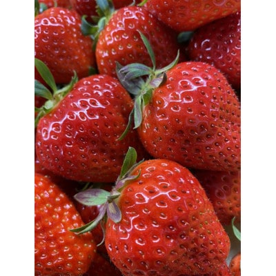 【食べきりサイズ】さぬきひめいちごDXパック　約500g