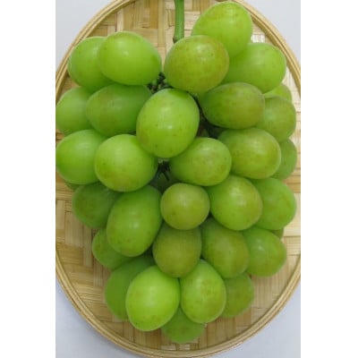【出荷量増大記念・感謝企画】ご家庭用シャインマスカット　約1.3kg以上(2～3房)