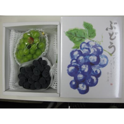 人気の2品種　シャインマスカット+ピオーネ食べ比べセット　約1.2kg(各1房)