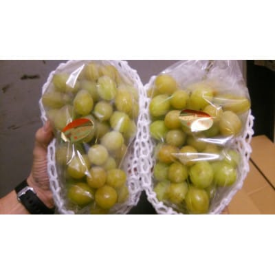 【8月31日(夏休み)までの期間限定企画!!】ご家庭用　シャインマスカット　ずっしり　約4.9kg