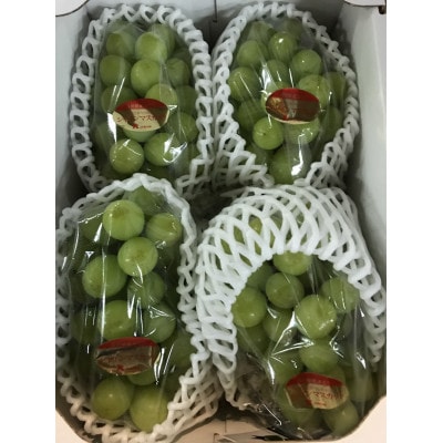 【8月31日(夏休み)までの期間限定企画!!】ご家庭用　シャインマスカット　約1.9kg