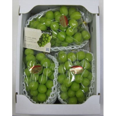 【発送月固定定期便】三豊市ぶどう定期便全3回