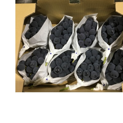 【発送月固定定期便】三豊市ぶどう大箱(ピオーネ1回+シャインマスカット2回)全3回