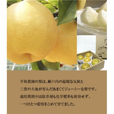 【8月より順次発送】数量限定!平和農園 幸水梨 大箱(10～12玉)<約4kg>