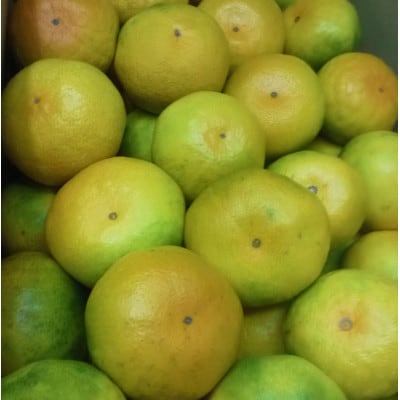 【造田商店】ゆら早生みかん　約5kg×1箱(サイズSS～L)