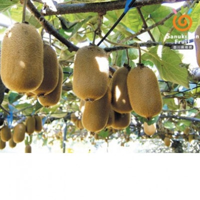 【造田商店】香緑キウイフルーツ【スイート16】7～9個入り 約1.2kg×1箱