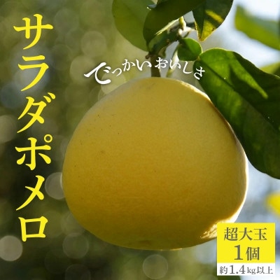 でっかいおいしさ「サラダポメロ」 超大玉 1個 (約1.4kg以上)
