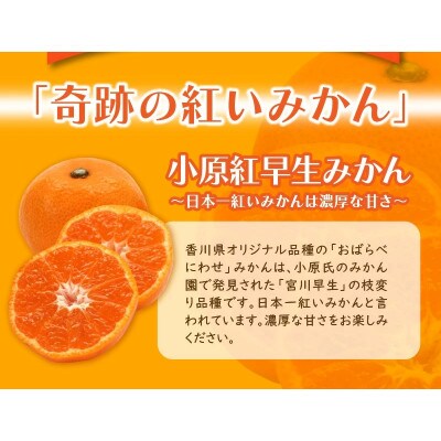 【2026年12月より順次発送】香川県オリジナル品種 小原紅早生みかん 約3kg