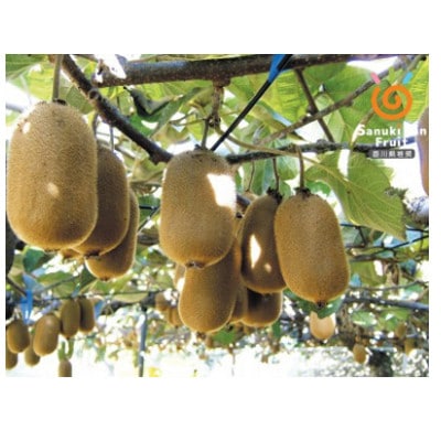 【造田商店】【先行予約】数量限定　高糖度　香緑　約1.7kg×1箱(17～14個)