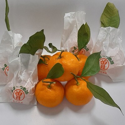 【創業100年 フルーツショップ造田】【先行予約】数量限定　袋掛け越冬完熟みかん　約3kg×1箱