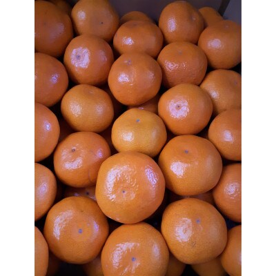 【創業100年 フルーツショップ造田】【先行予約】中生みかん　約5kg×1箱(サイズSS～L)